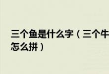 三个鱼是什么字（三个牛是什么字 三个羊是什么字 拼音都怎么拼）
