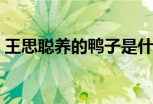 王思聪养的鸭子是什么品种（为什么这么贵）