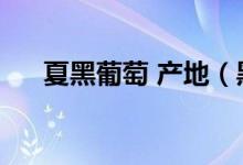 夏黑葡萄 产地（黑夏葡萄产地是哪里）