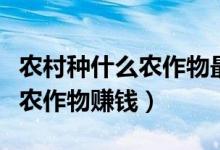 农村种什么农作物最挣钱（现在农村种植什么农作物赚钱）