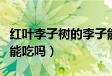 红叶李子树的李子能吃吗（红叶李子树的李子能吃吗）