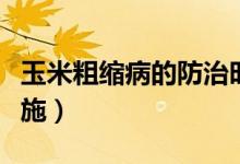 玉米粗缩病的防治时间（玉米粗缩病的防治措施）