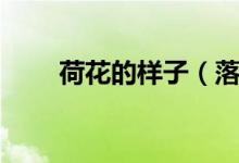 荷花的样子（落地荷花长什么样子）