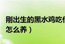 刚出生的黑水鸡吃什么食物（刚出生的黑水鸡怎么养）