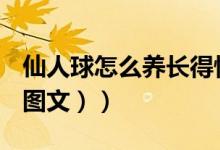 仙人球怎么养长得快也漂亮（仙人球怎么养（图文））