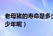 老母猪的寿命是多少年（母猪的平均寿命是多少年呢）