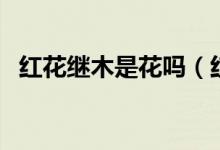 红花继木是花吗（红花继木的寓意是什么）