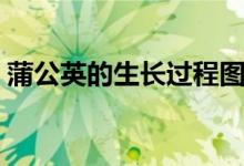蒲公英的生长过程图片（蒲公英的生长特点）