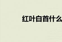红叶白首什么意思（红叶网络）