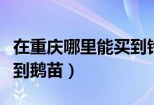 在重庆哪里能买到铃木启悦（在重庆哪里能买到鹅苗）