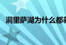 洞里萨湖为什么都养蛇（洞里萨湖在哪儿）
