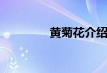 黄菊花介绍（黄菊的花语）
