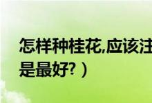 怎样种桂花,应该注意什么（桂花要怎么种才是最好?）