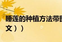 睡莲的种植方法带图片（睡莲的种植方法（图文））