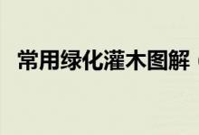 常用绿化灌木图解（常用绿化灌木有哪些）