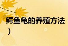 鳄鱼龟的养殖方法（鳄鱼龟的养殖方法是什么）