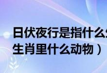 日伏夜行是指什么生肖?（日伏夜行是是十二生肖里什么动物）
