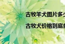 古牧羊犬图片多少钱（北京古牧犬价格|古牧犬价格到底多少啊）