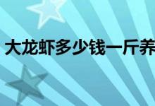 大龙虾多少钱一斤养殖（大龙虾多少钱一斤）