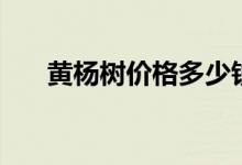 黄杨树价格多少钱（黄杨树价格多少）