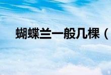 蝴蝶兰一般几棵（蝴蝶兰一般几点开放）