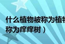 什么植物被称为植物中的活化石（什么植物被称为痒痒树）