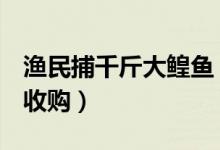 渔民捕千斤大鳇鱼（重1028斤价值20万已被收购）