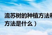流苏树的种植方法和注意事项（流苏树的种植方法是什么）