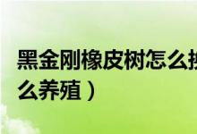 黑金刚橡皮树怎么换盆视频（黑金刚橡皮树怎么养殖）