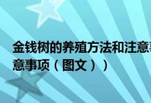 金钱树的养殖方法和注意事项盆栽（金钱树的养殖方法和注意事项（图文））