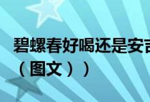 碧螺春好喝还是安吉白茶好喝（碧螺春好喝吗（图文））