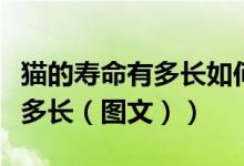 猫的寿命有多长如何养猫最合适（猫的寿命有多长（图文））
