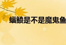 蝠鲼是不是魔鬼鱼（蝠鲼是不是蝙蝠鱼）