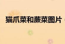 猫爪菜和蕨菜图片（猫爪菜和蕨菜的区别）