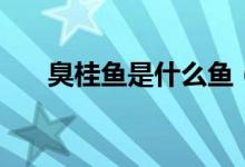 臭桂鱼是什么鱼（臭桂鱼是什么意思）