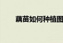 藕苗如何种植图片（藕苗如何栽种）