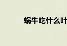 蜗牛吃什么叶子（蜗牛吃什么）