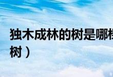 独木成林的树是哪棵树（独木成林的树是什么树）
