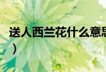 送人西兰花什么意思（送西兰花的含义是什么）
