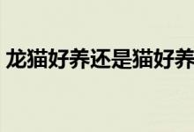 龙猫好养还是猫好养（龙猫好养吗（图文））