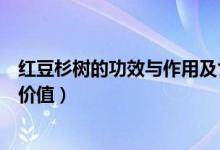 红豆杉树的功效与作用及食用方法（红豆杉树有什么作用与价值）
