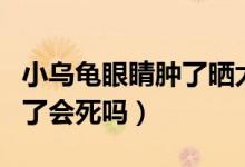小乌龟眼睛肿了晒太阳有用吗（小乌龟眼睛肿了会死吗）