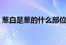 葱白是葱的什么部位（葱白是葱的什么部位）