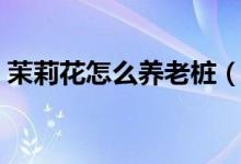 茉莉花怎么养老桩（茉莉花怎么养（图文））