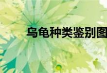 乌龟种类鉴别图片大全（乌龟种类）
