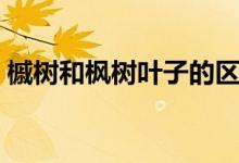 槭树和枫树叶子的区别（槭树和枫树的区别）