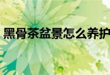 黑骨茶盆景怎么养护（黑骨茶盆景怎么养护）