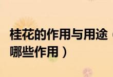 桂花的作用与用途（【桂花的用途】桂花都有哪些作用）
