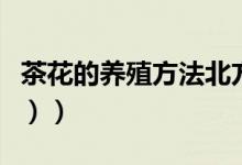 茶花的养殖方法北方（茶花的养殖方法（图文））