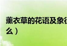 薰衣草的花语及象征意义（薰衣草的花语是什么）